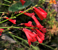 Russelia Blumensamen zur Aussaat – robust Sorte – Traditionssorte & ohne Gentechnik Samen Hausgarten