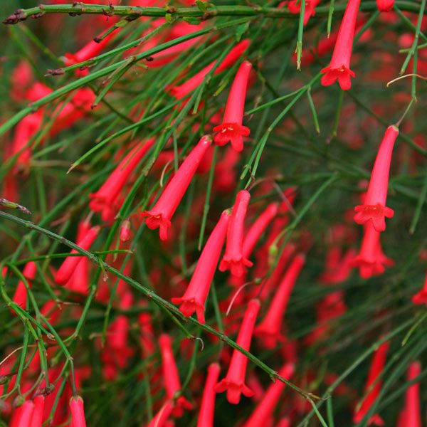 Russelia Blumensamen zur Aussaat sonnenliebend Traditionssorte & ohne Gentechnik Samen Hausgarten