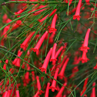 Russelia Blumensamen zur Aussaat sonnenliebend Traditionssorte & ohne Gentechnik Samen Hausgarten