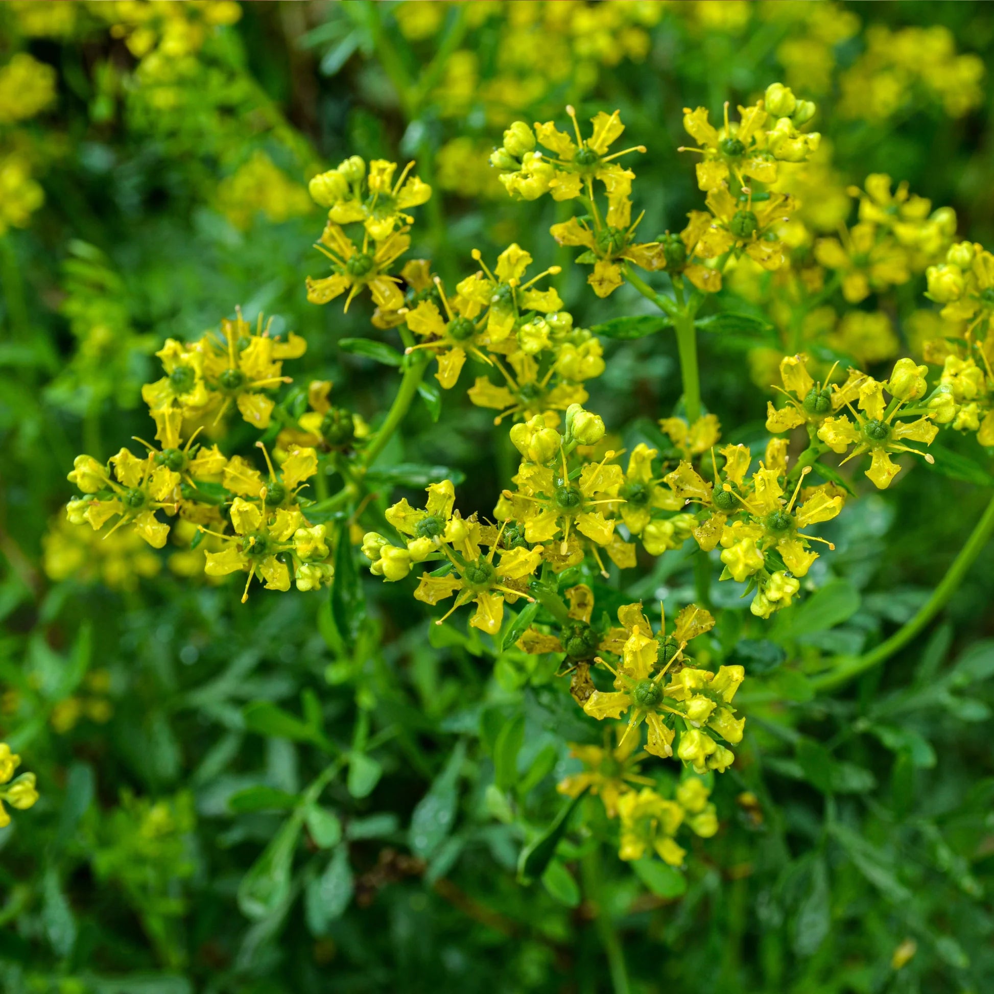 Gelb Ruta Graveolens Blume Samen zur Aussaat für leuchtend Blumen