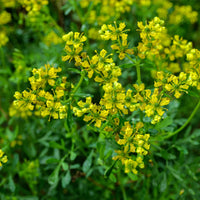 Gelb Ruta Graveolens Blume Samen zur Aussaat für leuchtend Blumen