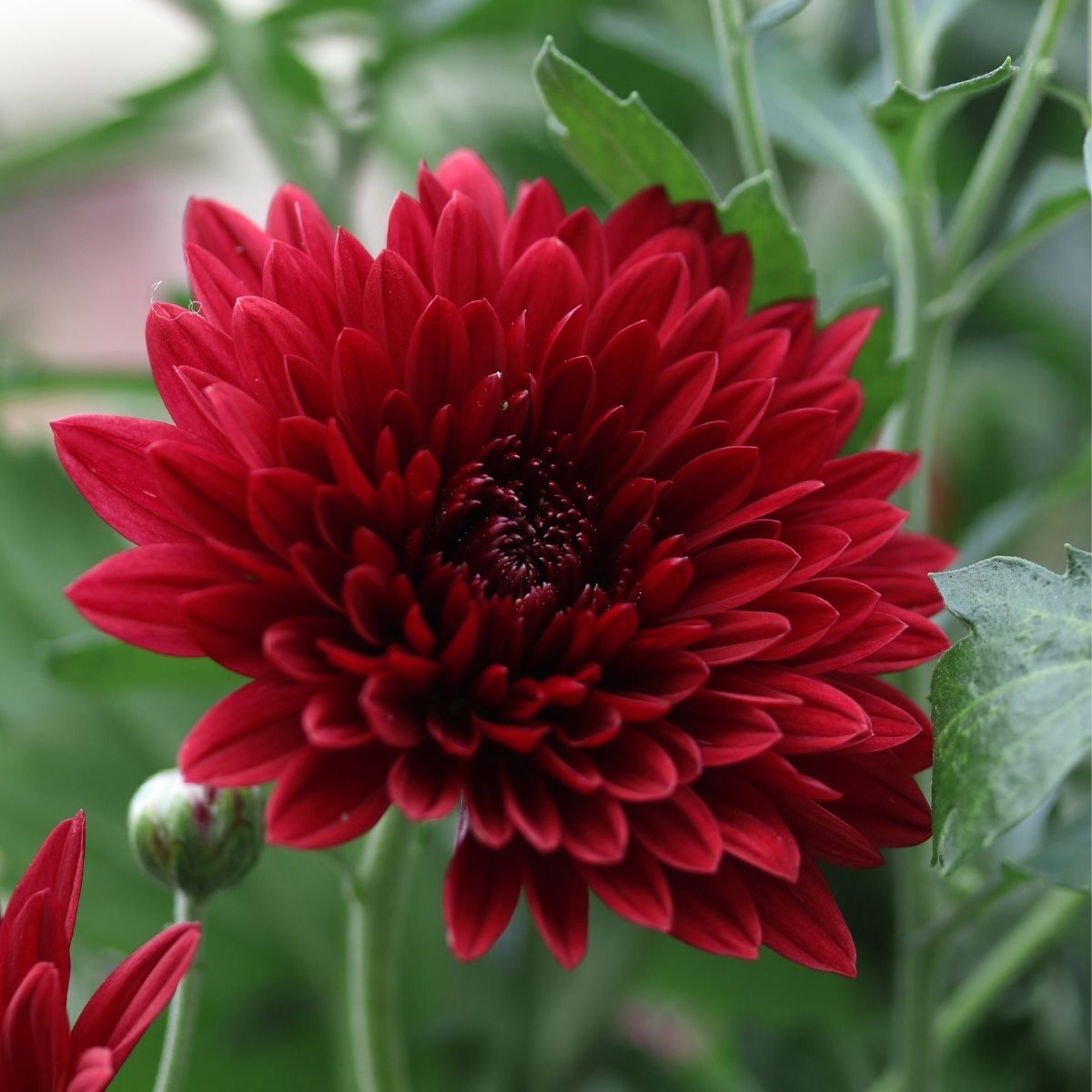 Chrysantheme Rot Blumensamen zur Aussaat – mehrjährige Blüten