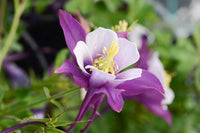 Lila Weiß Akelei Blumensamen zur Aussaat – Anzucht – Traditionssorte & ohne Gentechnik Samen Hausgarten