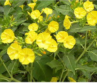 Gelb Mirabilis Blumensamen zur Aussaat – Bestäuber freundlich – Traditionssorte & ohne Gentechnik Samen Hausgarten