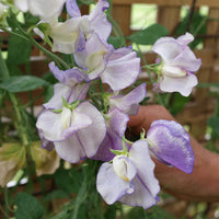 Wicke Blumensamen zur Aussaat robust Sorte Traditionssorte & ohne Gentechnik Samen Hausgarten