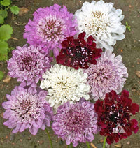 Pincushion Blumensamen zur Aussaat Landhaus Garten wichtig Traditionssorte & ohne Gentechnik Samen Hausgarten