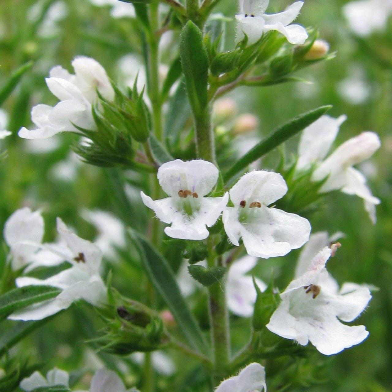 Satureja Montana Blumensamen zur Aussaat – Halbschatten verträglich – Traditionssorte & ohne Gentechnik Samen Hausgarten