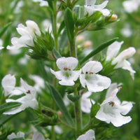 Satureja Montana Blumensamen zur Aussaat – Halbschatten verträglich – Traditionssorte & ohne Gentechnik Samen Hausgarten