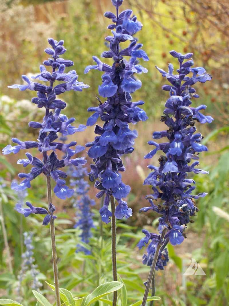 Blau Sage Blumensamen zur Aussaat farbenfroh Schau Traditionssorte & ohne Gentechnik Samen Hausgarten