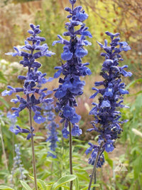 Blau Sage Blumensamen zur Aussaat farbenfroh Schau Traditionssorte & ohne Gentechnik Samen Hausgarten