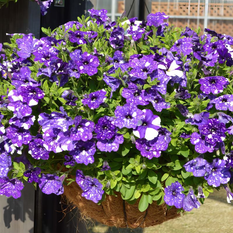 dunkel Violett Starry Petunie Blumensamen zur Aussaat Traditionssorte ohne Gentechnik Samen Garten Blüten
