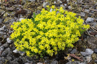 Mauerpfeffer Blumensamen zur Aussaat robust Sorte Traditionssorte & ohne Gentechnik Samen Hausgarten