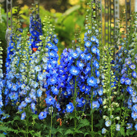 Cali Blumensamen zur Aussaat farbenfroh Schau Traditionssorte & ohne Gentechnik Samen Hausgarten