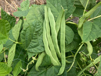 Green Romano Pole Bean Samen for Gemüse Planting