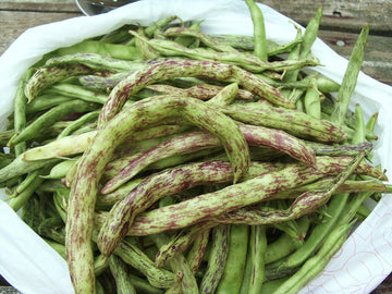 Green Schwarz Rattlesnake Bean Samen zum Pflanzen