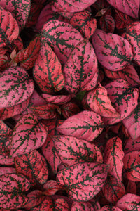 Rot Hypoestes Blumensamen zur Aussaat robust Sorte Traditionssorte & ohne Gentechnik Samen Hausgarten