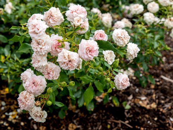 hell Rosa Miniature Rose Samen zur Aussaat farbenfroh Schau Traditionssorte & ohne Gentechnik Samen Hausgarten