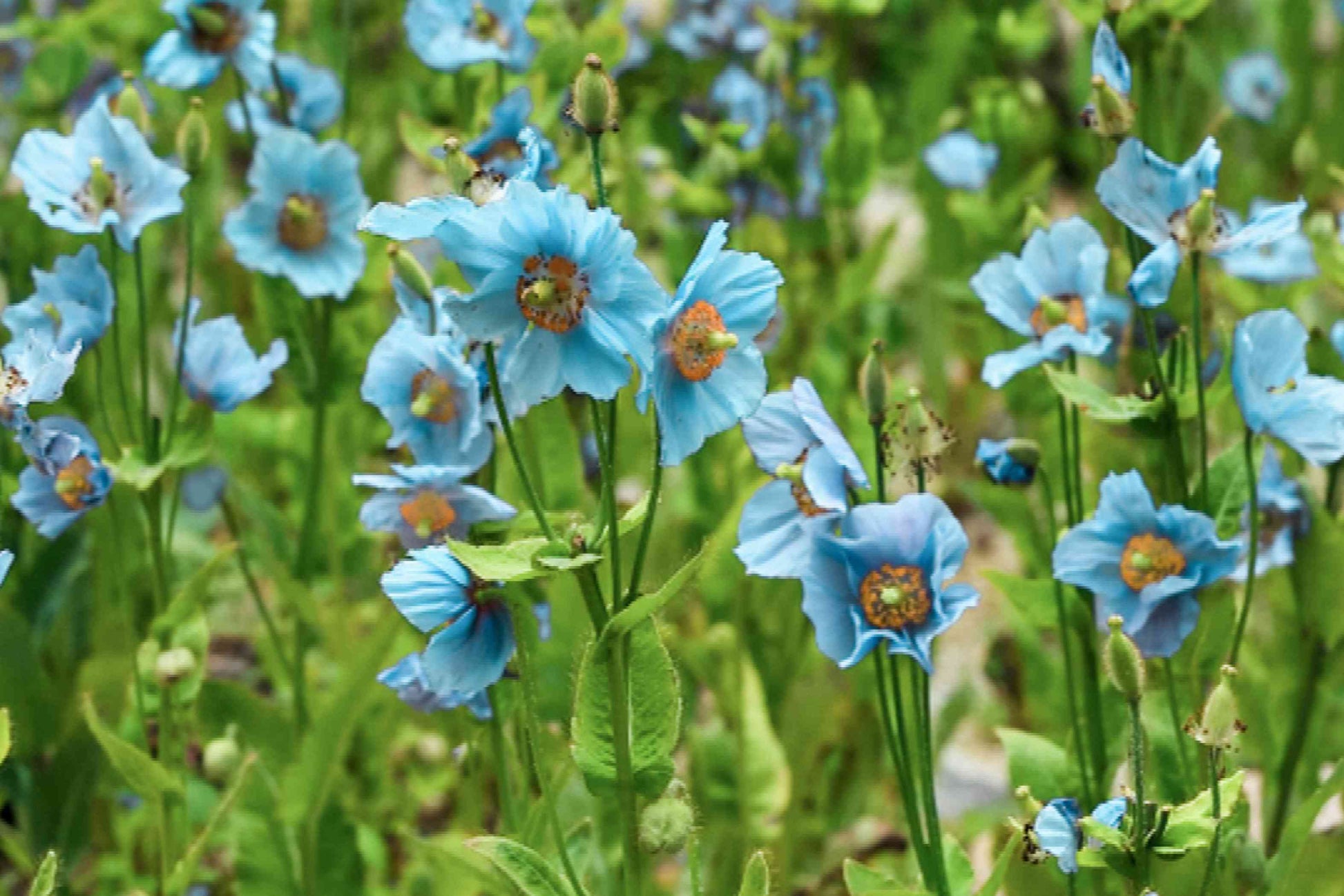 Blau Himalayan Poppy Tibetan Meconopsis Blumensamen zur Aussaat – leuchtend Garten Blüten