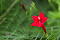 Ipomea Blumensamen zur Aussaat – Wildblume Mischung – Traditionssorte & ohne Gentechnik Samen Hausgarten