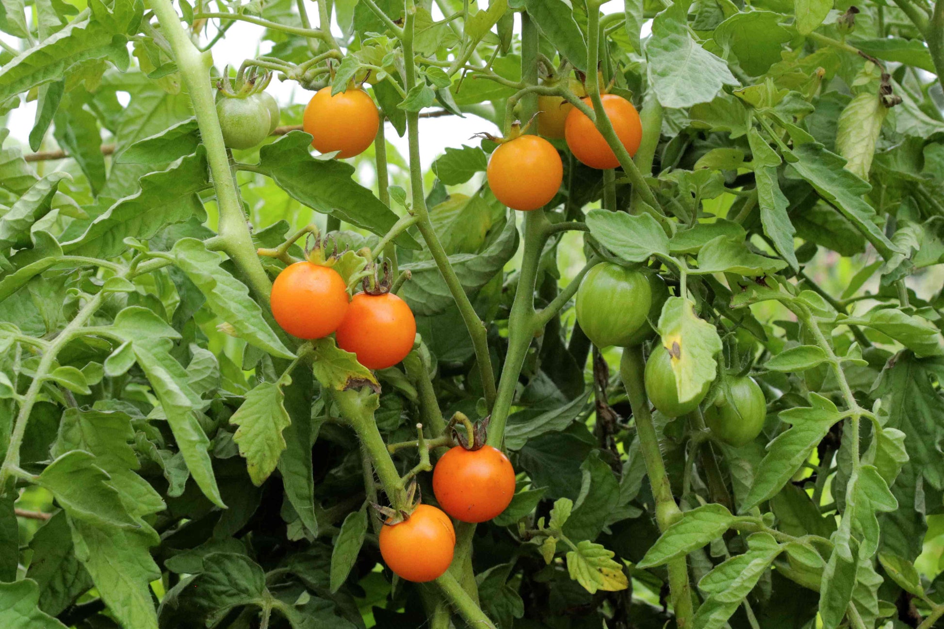 Sungold Tomate Planting Samen - Grow Delicious Tomatees