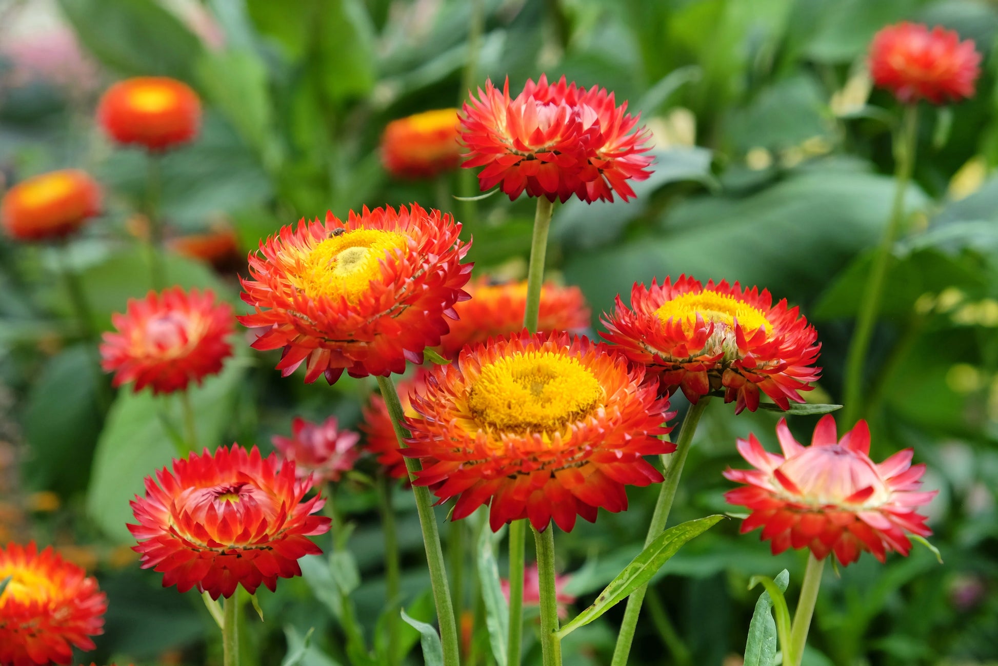 Rot StrawFlower Samen zur Aussaat farbenfroh Schau Traditionssorte & ohne Gentechnik Samen Hausgarten