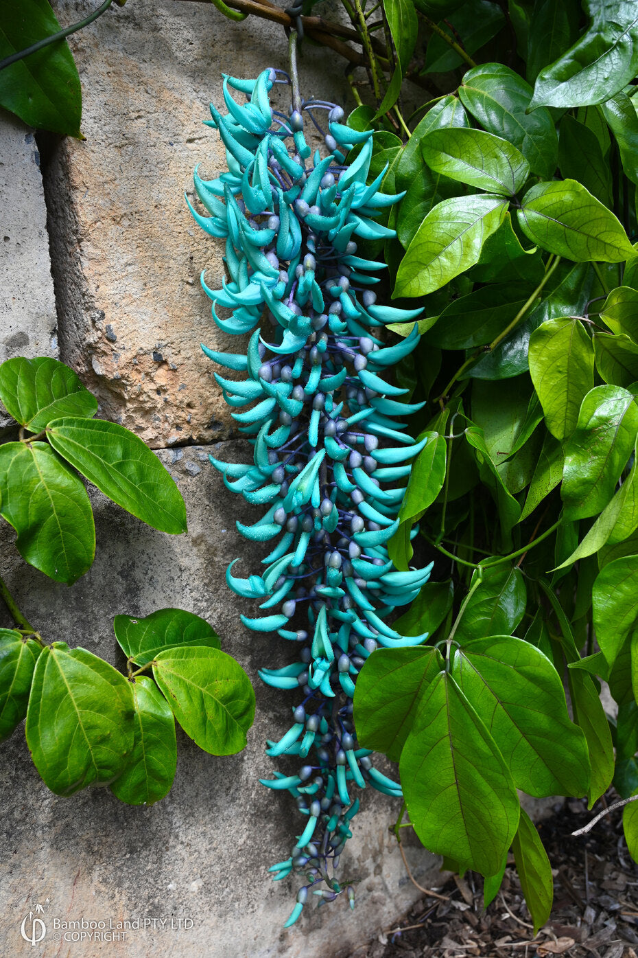 Himmelblau Endangered Jade Blumensamen zur Aussaat lang Blüte Saison Traditionssorte & ohne Gentechnik Samen Hausgarten