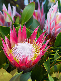 Protea Blumensamen zur Aussaat – sonnenliebend – Traditionssorte & ohne Gentechnik Samen Hausgarten