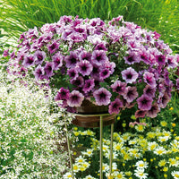 Dotted Bordeaux Petunie Samen zur Aussaat Traditionssorte ohne Gentechnik Blumensamen Anzucht Garten Blüten