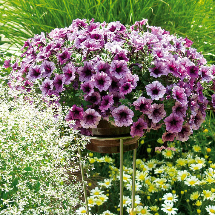 Dotted Bordeaux Petunie Samen zur Aussaat Traditionssorte ohne Gentechnik Blumensamen Anzucht Garten Blüten