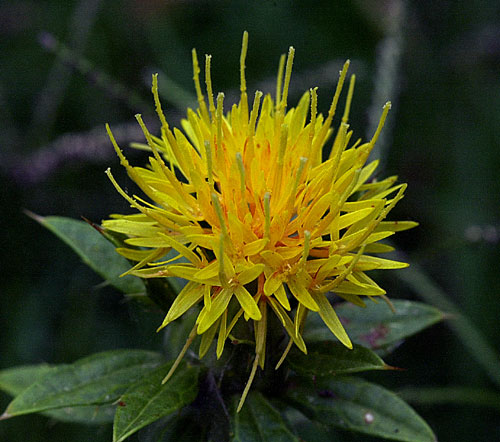 Gelb Safflower Blumensamen zur Aussaat – sonnenliebend – Traditionssorte & ohne Gentechnik Samen Hausgarten