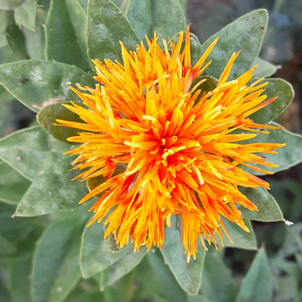 Safflower blume samen for anpflanzung colorful display heirloom & gmo free samen for home garten 
 
 sale samen for home garten anpflanzung