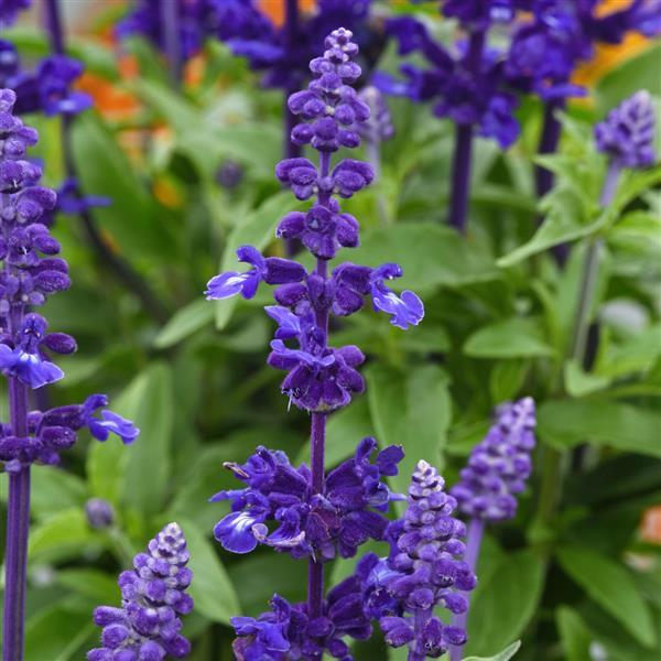 Non gmo violet sage samen