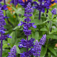 Non gmo violet sage samen
