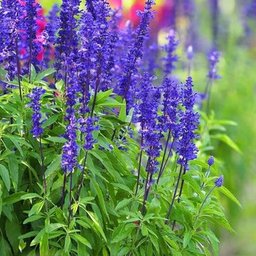 Violet sage samen for anpflanzung
