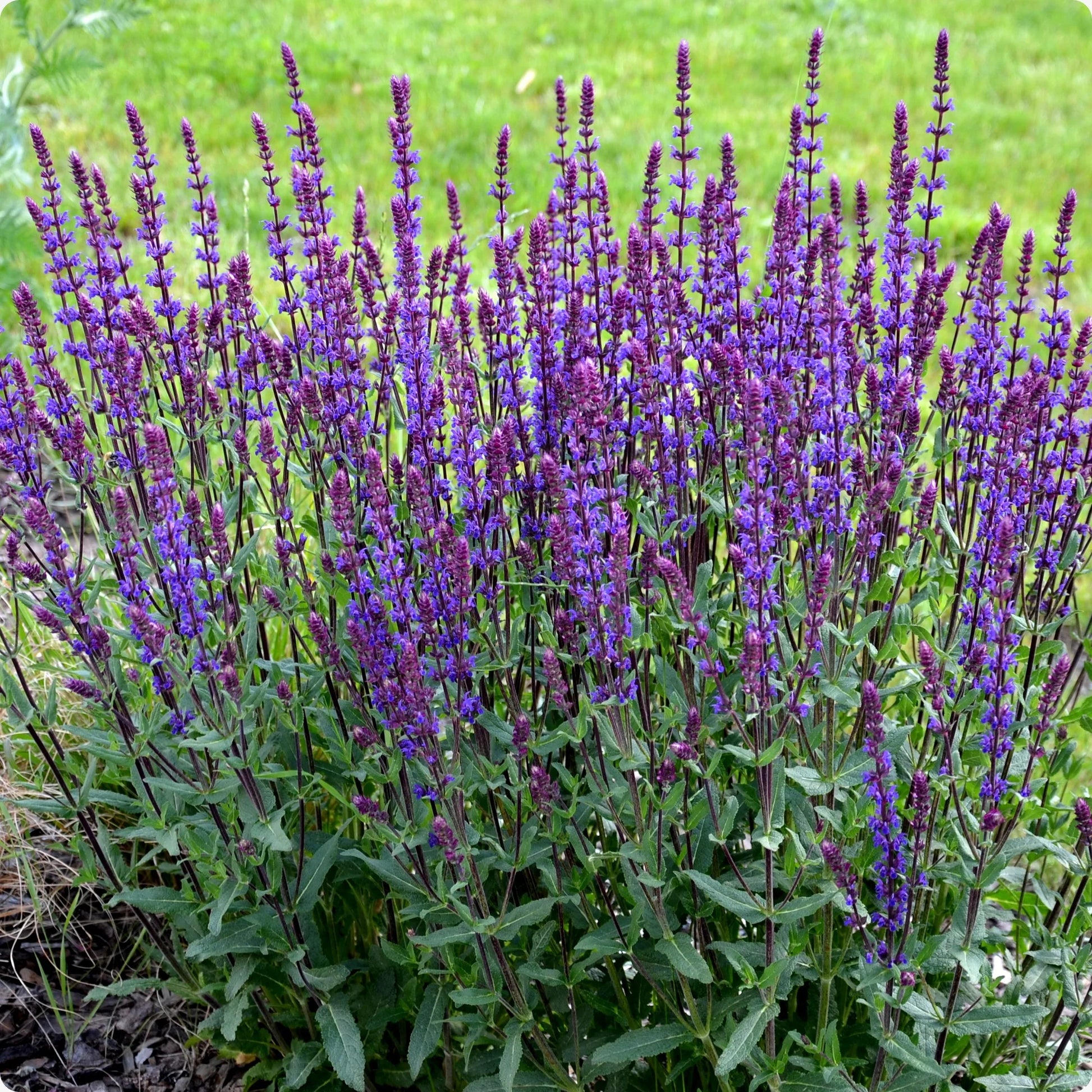 Violet sage blume spike samen for gardens