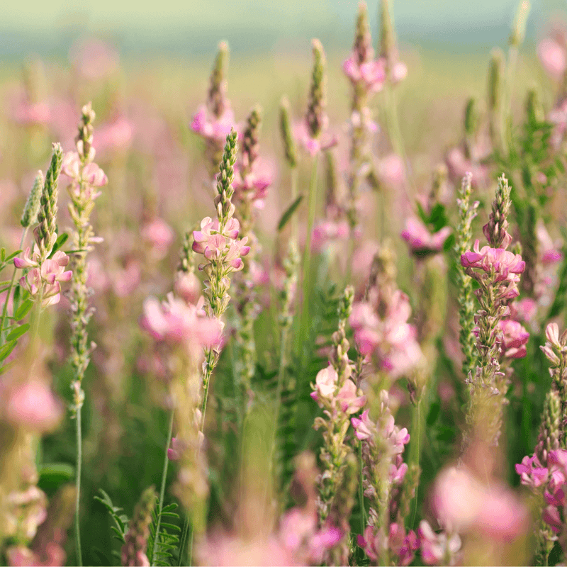 Semillas de flores de esparceta de variedad tradicional para siembra – favorables para los polinizadores – variedad tradicional y sin OMG, semillas para jardín doméstico