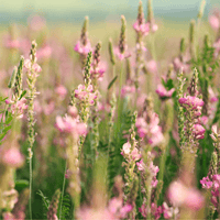 Traditionssorte Sainfoin Blumensamen zur Aussaat – Bestäuber freundlich – Traditionssorte & ohne Gentechnik Samen Hausgarten