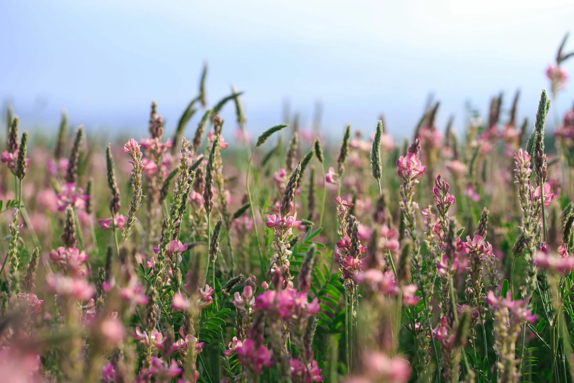 Sainfoin Blumensamen zur Aussaat – sonnenliebend – Traditionssorte & ohne Gentechnik Samen Hausgarten