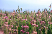 Sainfoin Blumensamen zur Aussaat – sonnenliebend – Traditionssorte & ohne Gentechnik Samen Hausgarten