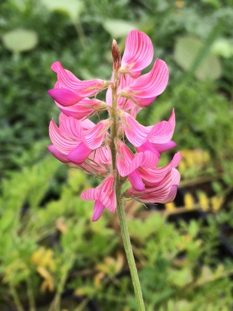Rosa Sainfoin Blumensamen zur Aussaat – saisonal Dauerblüher – Traditionssorte & ohne Gentechnik Samen Hausgarten
