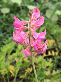 Rosa Sainfoin Blumensamen zur Aussaat – saisonal Dauerblüher – Traditionssorte & ohne Gentechnik Samen Hausgarten