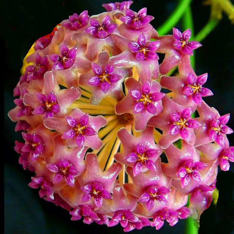 Hoya Kerrii Blumensamen zur Aussaat Drought verträglich Traditionssorte & ohne Gentechnik Samen Hausgarten