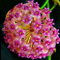 Hoya Kerrii Blumensamen zur Aussaat Drought verträglich Traditionssorte & ohne Gentechnik Samen Hausgarten