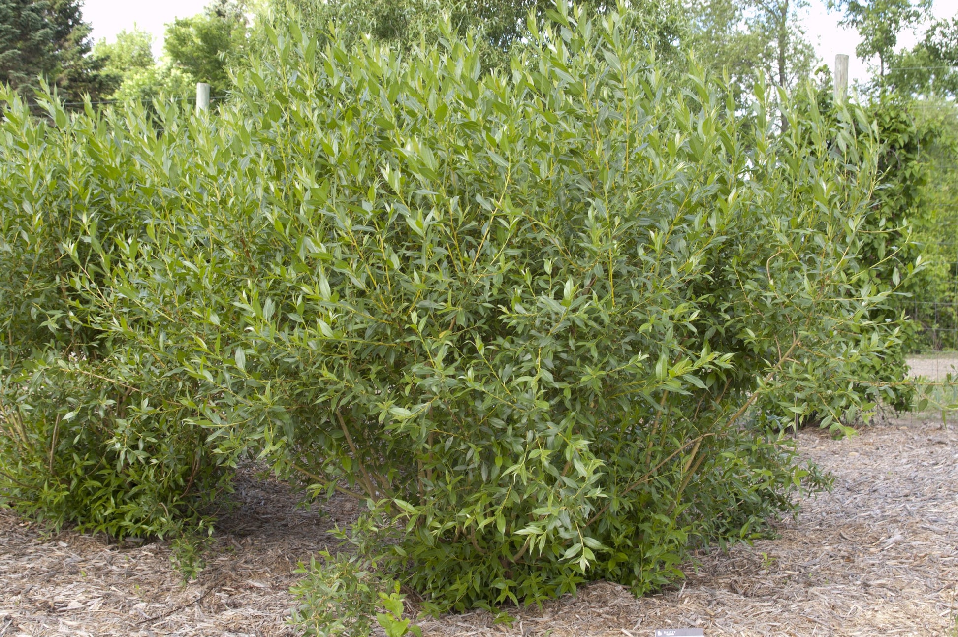 Flame Willow Pflanzensamen zur Aussaat – Halbschatten verträglich – Traditionssorte & ohne Gentechnik Samen Hausgarten