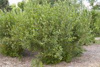 Flame Willow Pflanzensamen zur Aussaat – Halbschatten verträglich – Traditionssorte & ohne Gentechnik Samen Hausgarten