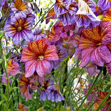 Salpiglossis Blume Samen zur Aussaat Gemischt