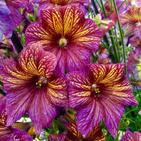 Salpiglossis Blumensamen zur Aussaat leuchtend Traditionssorte & ohne Gentechnik Samen Hausgarten