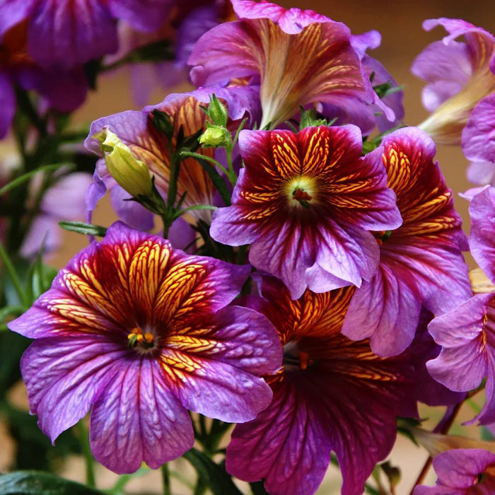 Salpiglossis Blume Samen zur Aussaat Gemischt