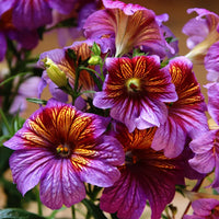 Salpiglossis Blume Samen zur Aussaat Gemischt