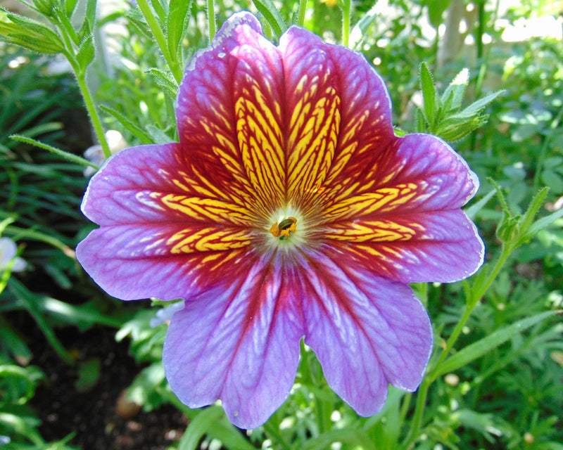 Salpiglossis Blumensamen zur Aussaat leuchtend Traditionssorte & ohne Gentechnik Samen Hausgarten